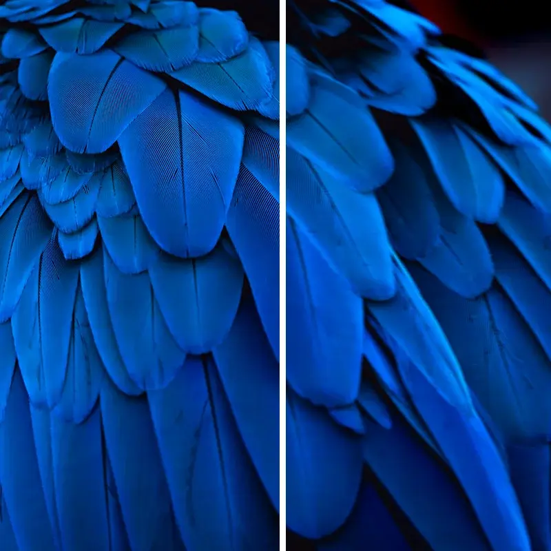Blue feather image comparison from Ricoh’s media-library guidance