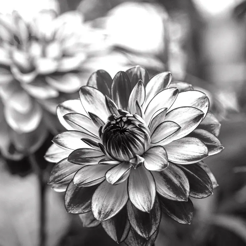 Monochrome flower detail used as Ricoh quality illustration; not a photographed print sample.