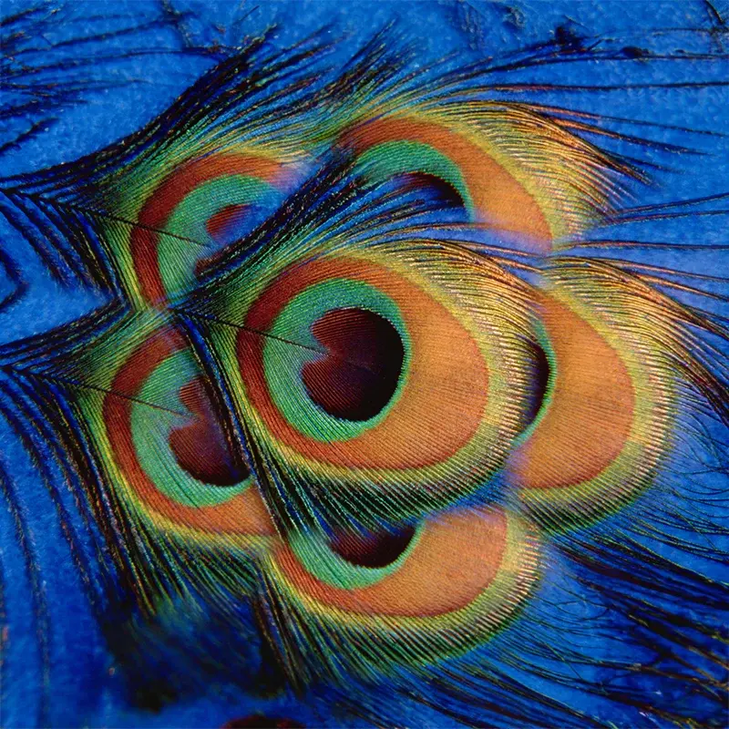 Peacock feather macro photograph used to illustrate colour detail