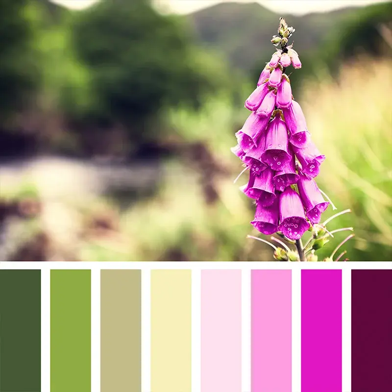 Flower photograph and extracted colour palette
